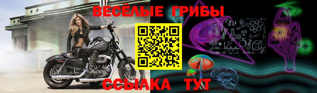 Псилоцибиновые грибы Cubensis  Вход с VPN  Нижний Тагил 